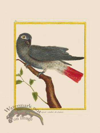 Martinet Bird 311